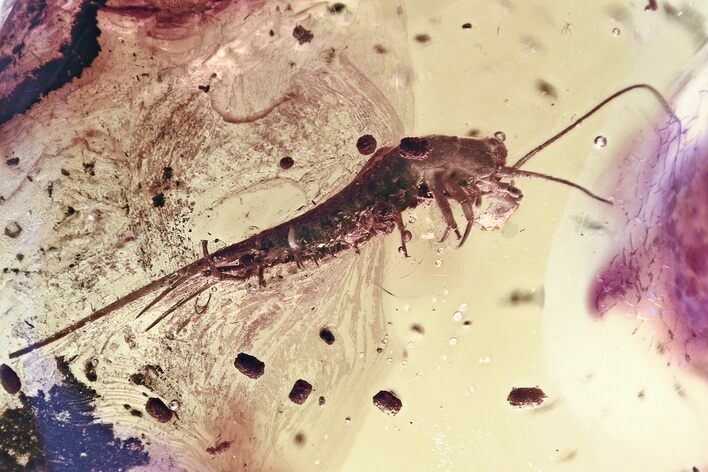 Giant Fossil Bristletail (Machilidae) with Coprolites In Baltic Amber #346400